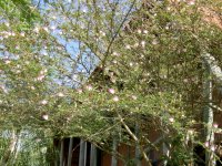 mimosa tree with lots of blossoms