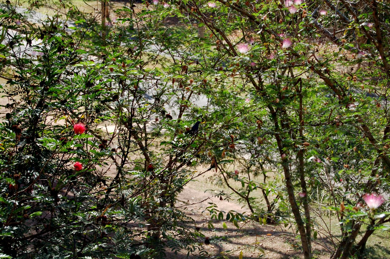 bird in the mimosa tree
