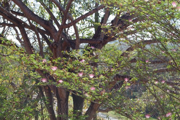 another bird in a mimosa tree TODO