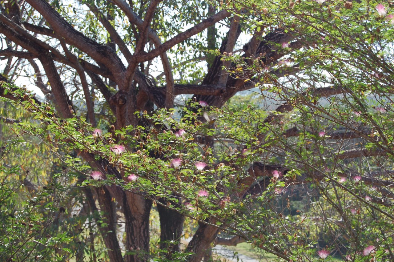 another bird in a mimosa tree TODO