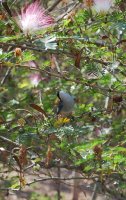 close-up of a bird in the mimosa