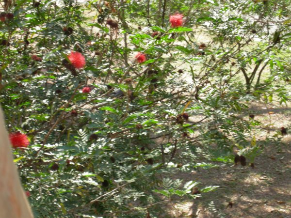 trying to ID a bird in the mimosa tree