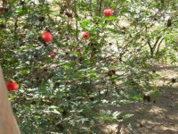 trying to ID a bird in the mimosa tree