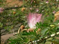 a close-up of the mimosa bloom