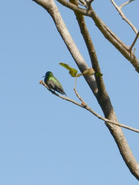 TODO Hummingbird