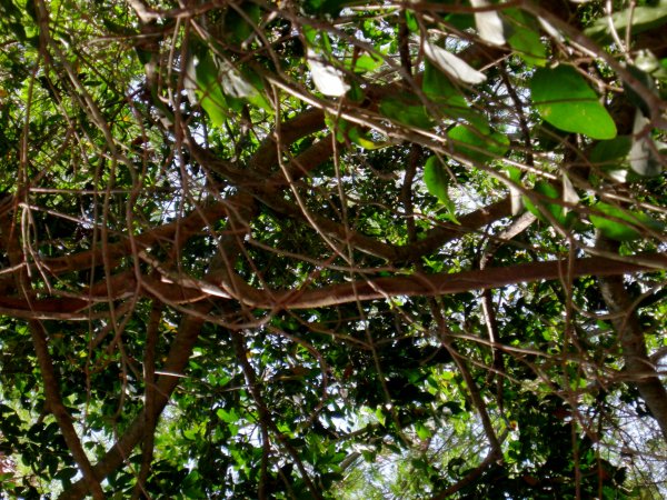 interesting viney trees