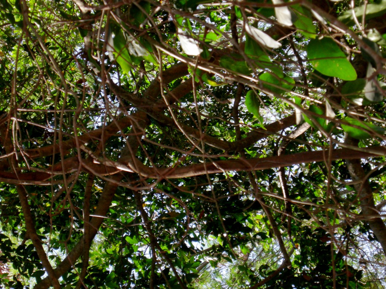 interesting viney trees