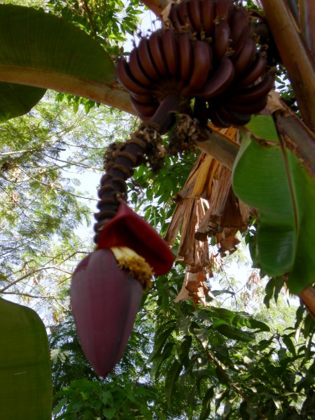 banana flower