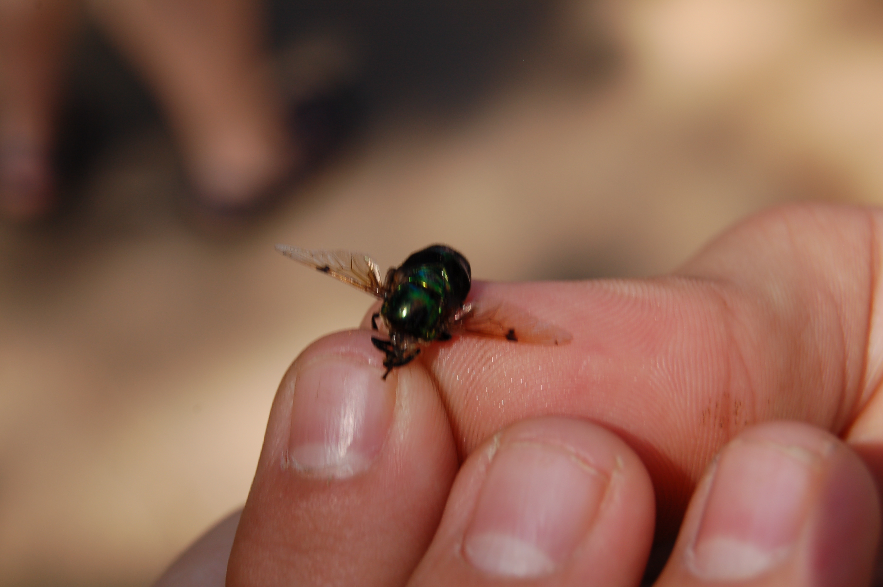 green hovering flies