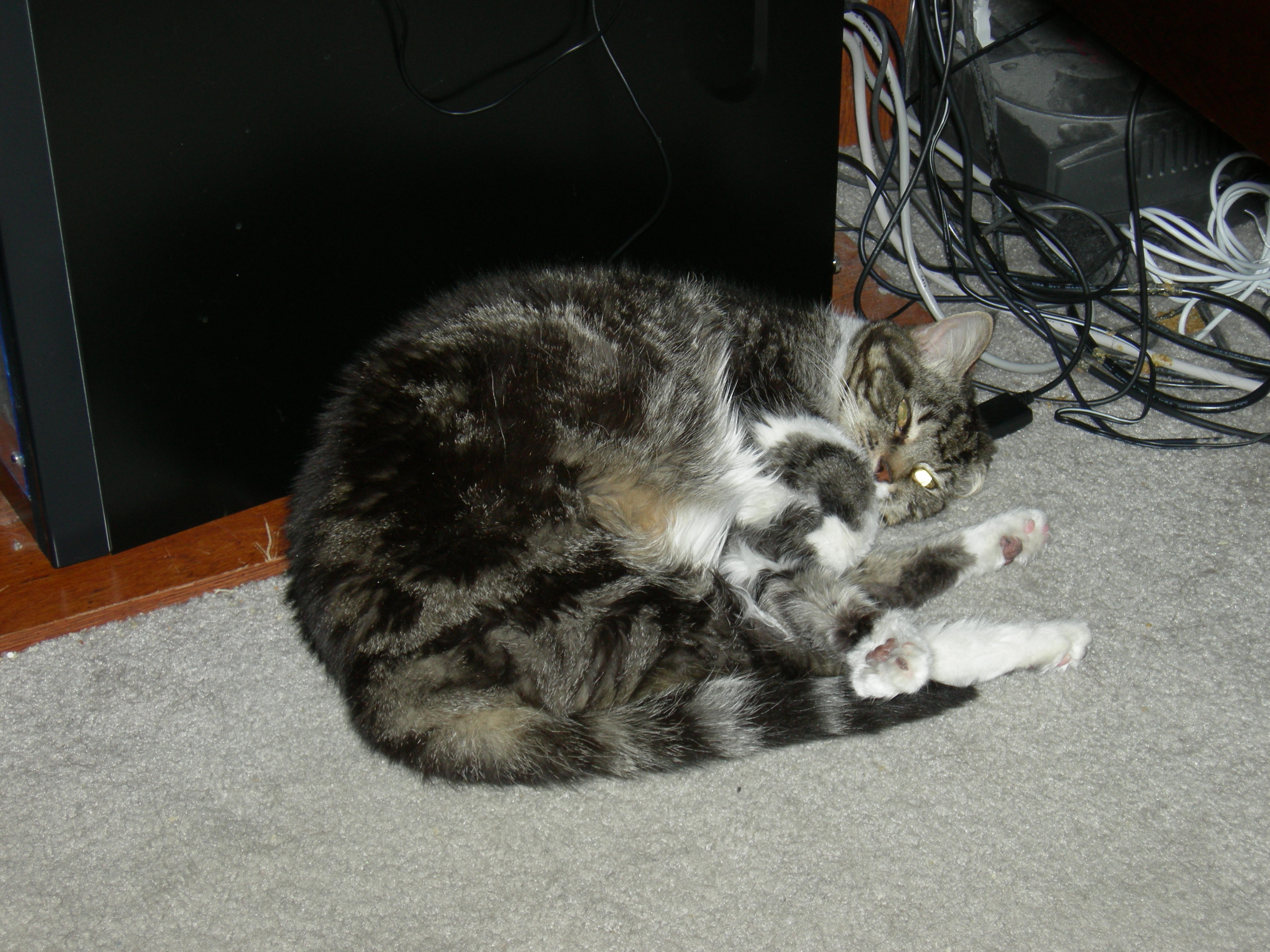 DSCN6411.JPG