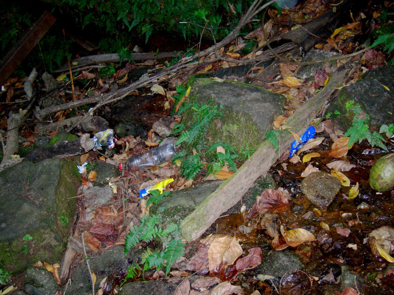 ferns growing out between the rocks; lots of trash at the waterfall site  :(