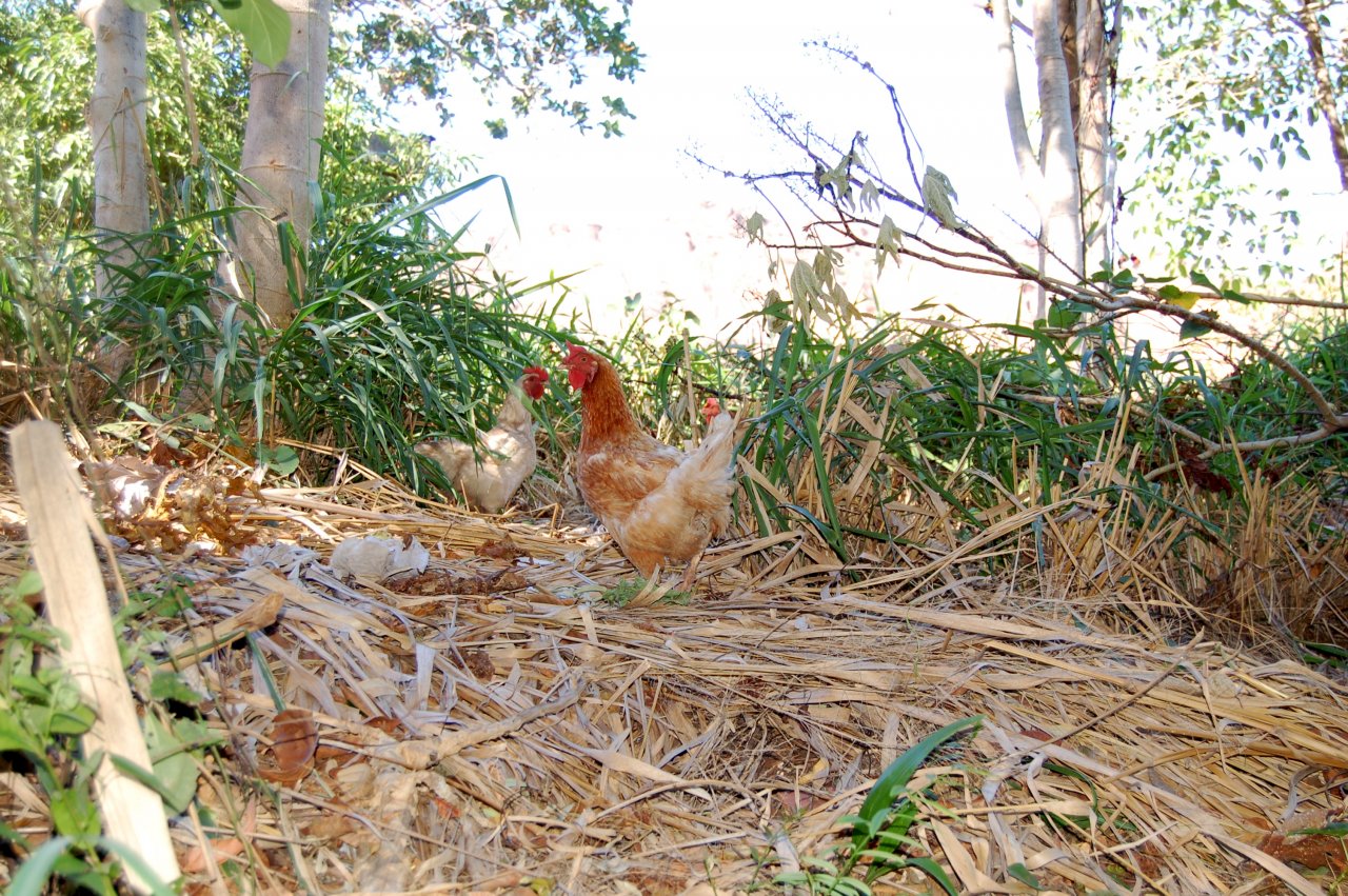 South American chickens