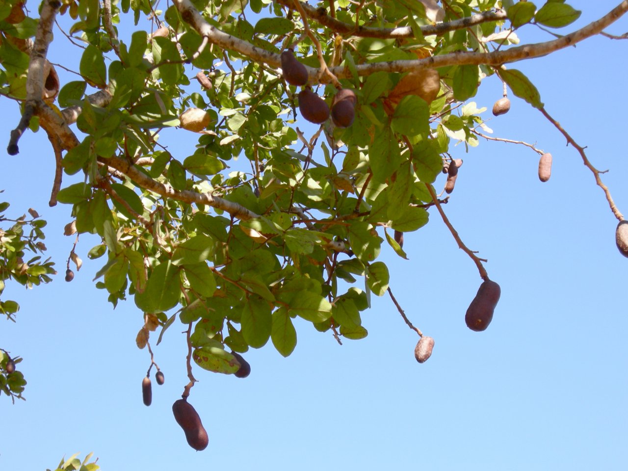 Jatobá tree (Hymenaea courbaril)