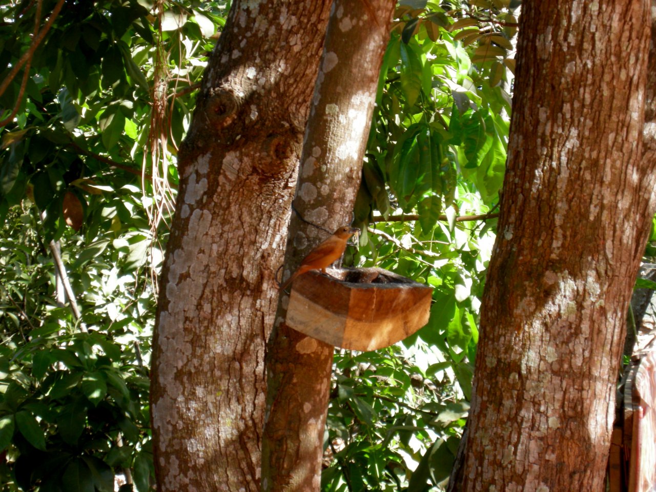 this tanager (maybe a Silver-beaked Tanager or White-line Tanager) stood still for a bit at the feeder