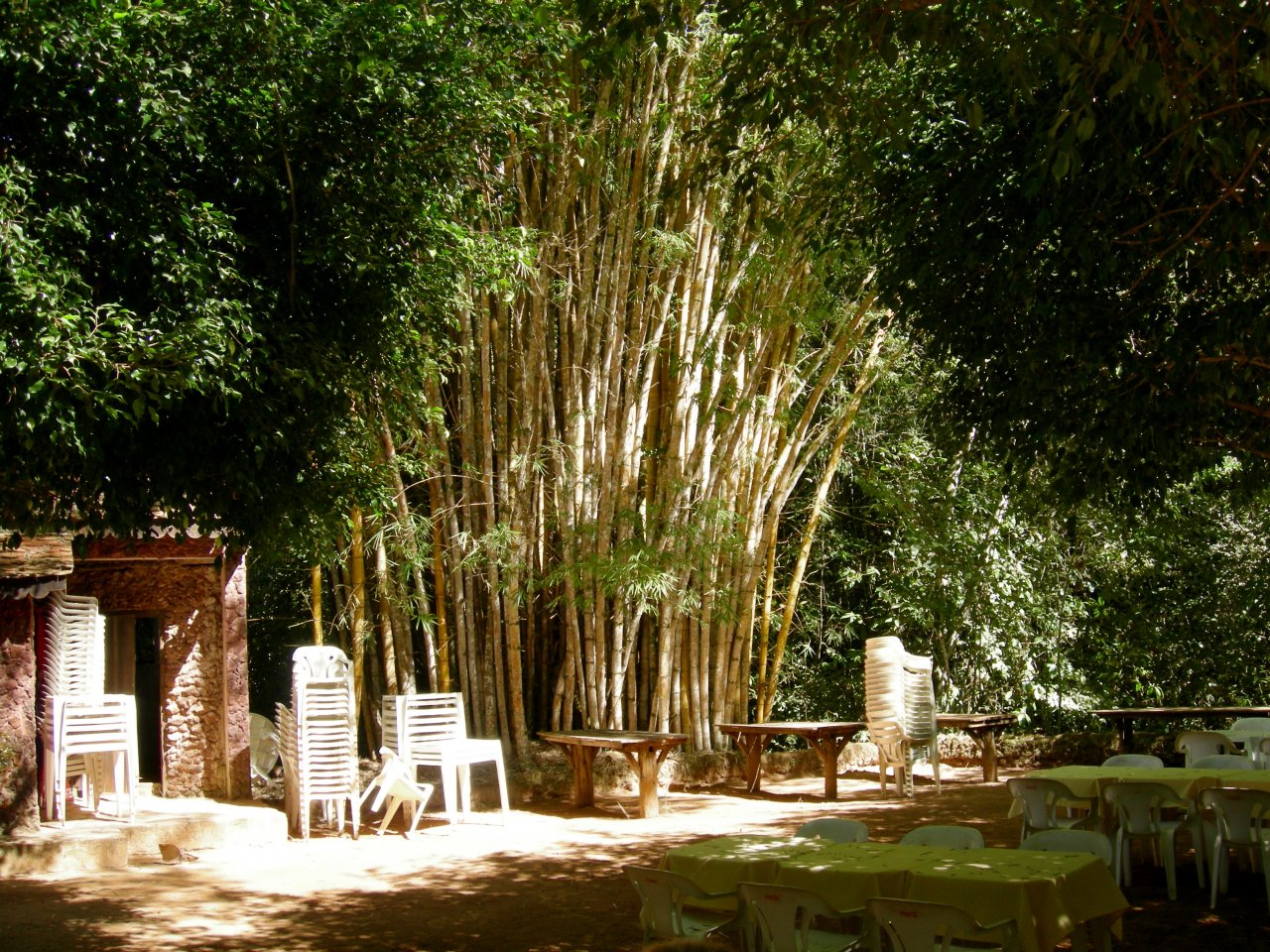 bamboo growing by the patio area near the lagoon