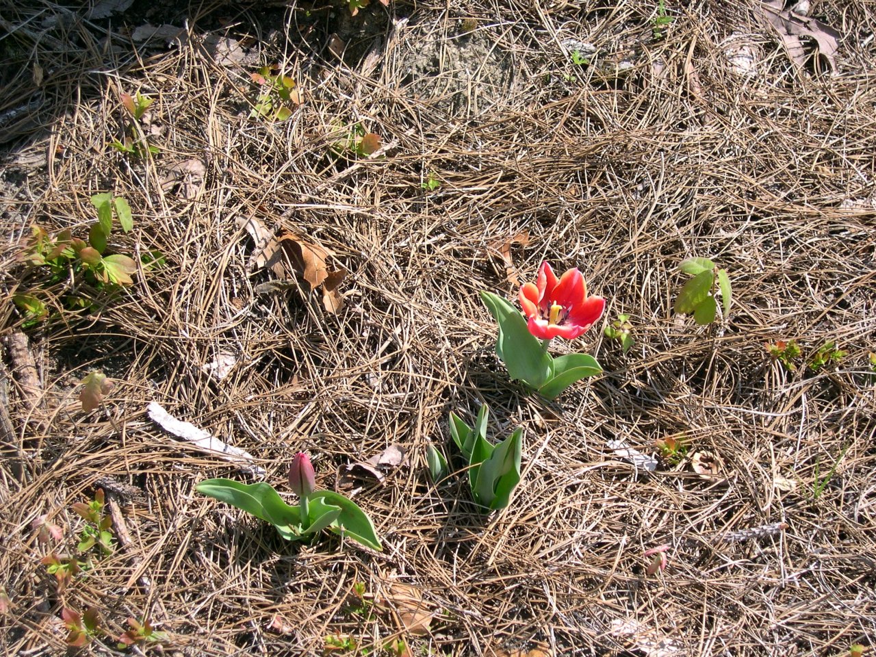 a tulip blooming
