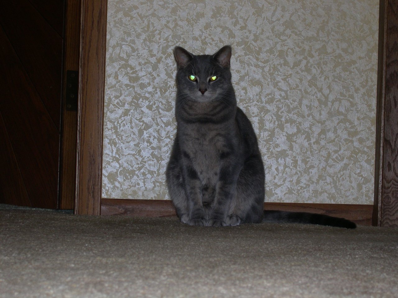 024. Darby in the Hall (Zoomed)