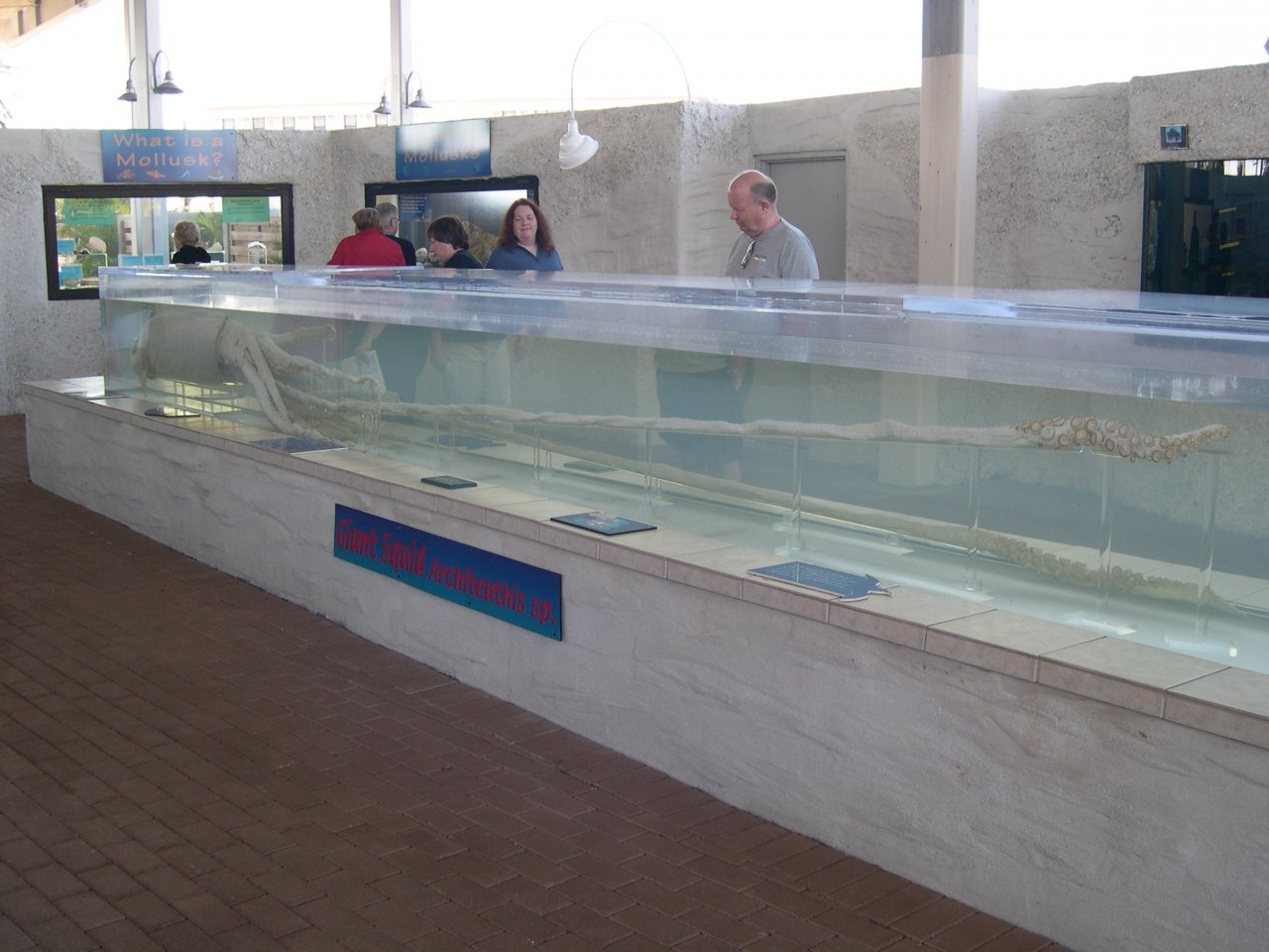 giant squid
