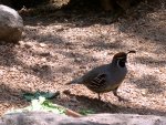 DSCN0582.JPG