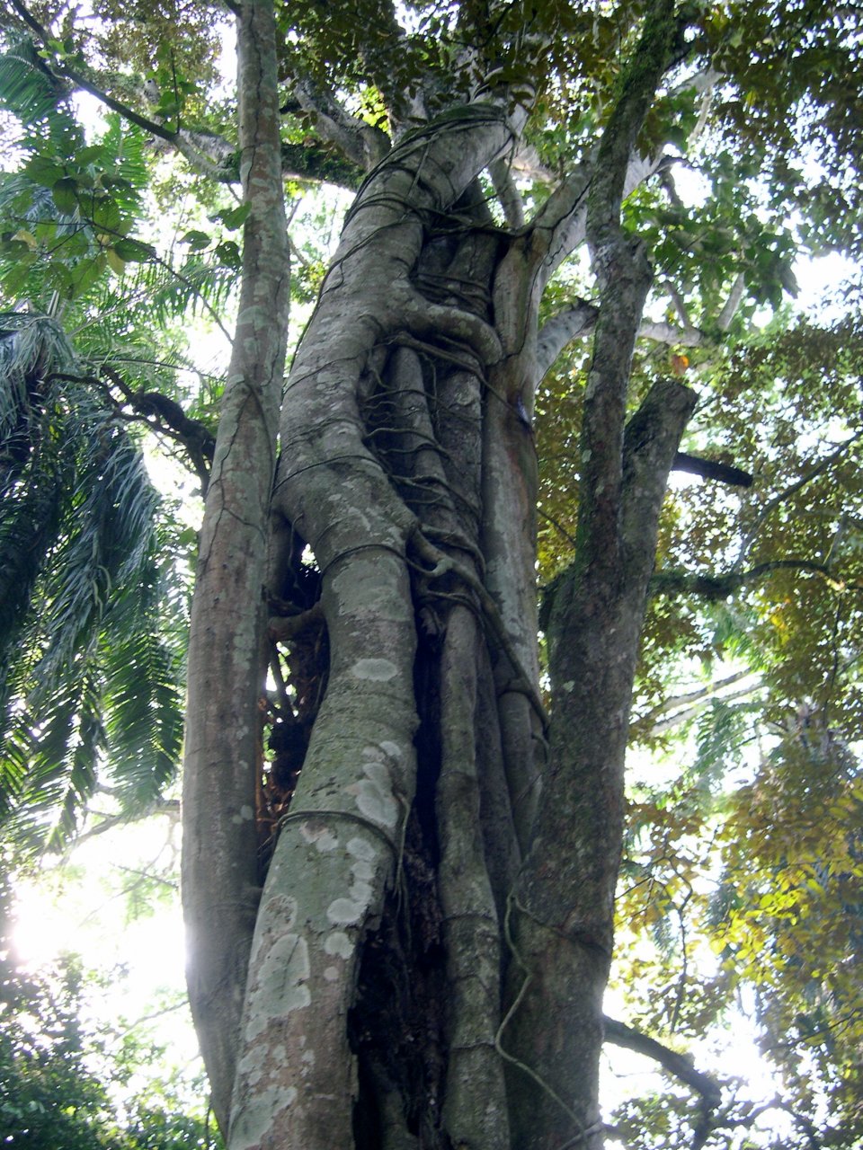 Parasitic Tree