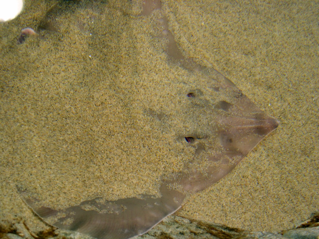Hiding Ray