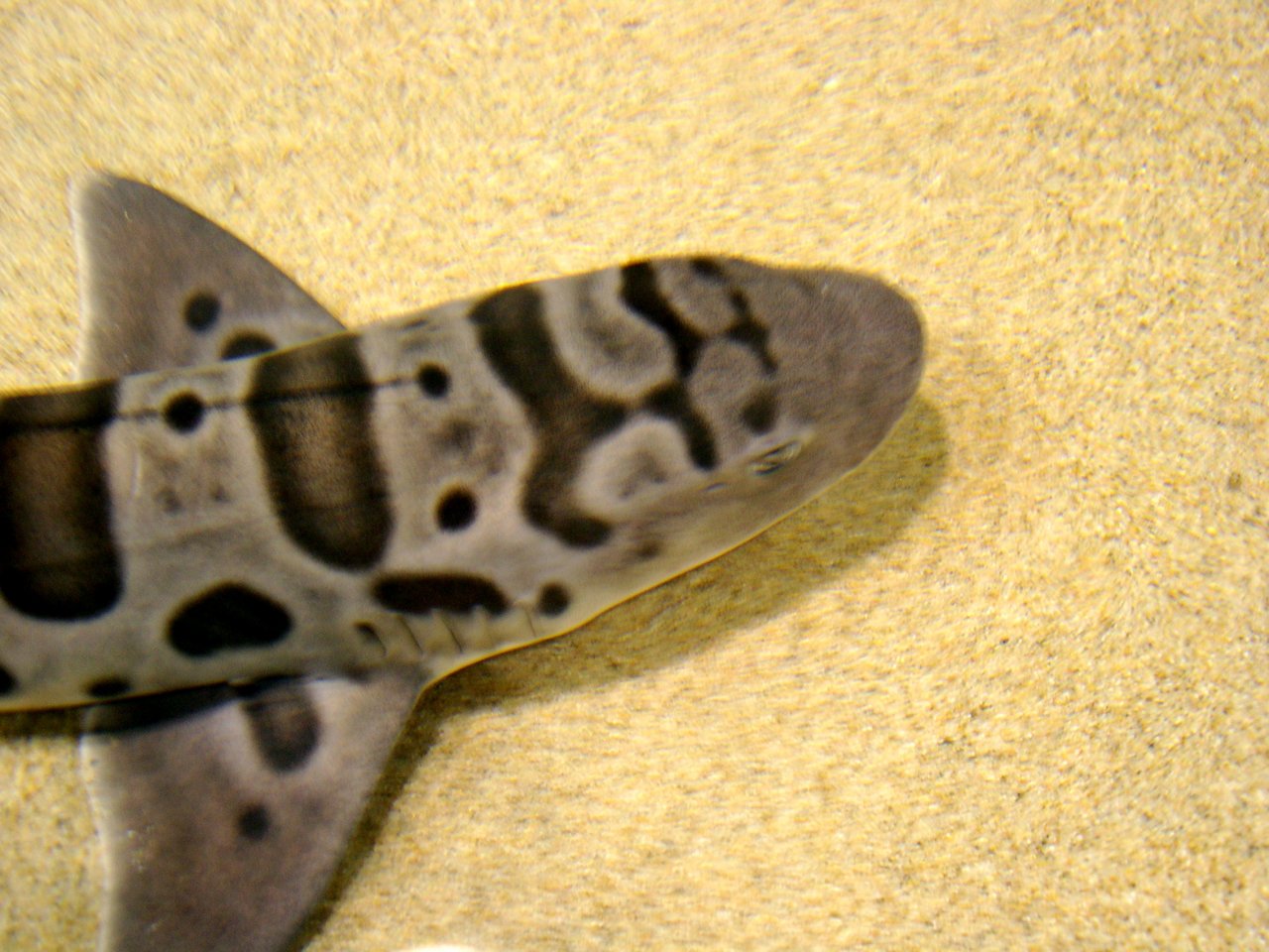 Shark
