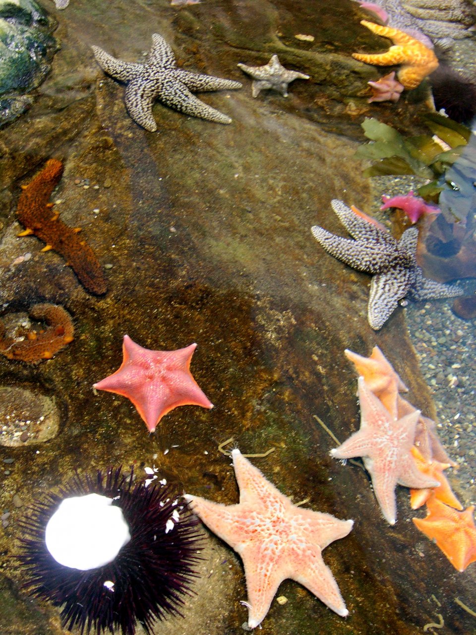 Various Starfish