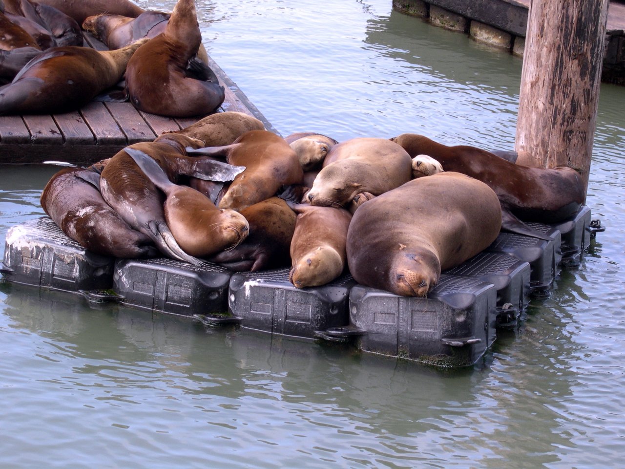 Sea Lions Chillin'