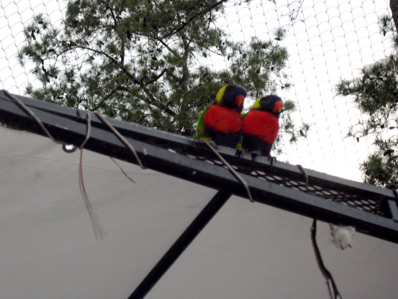 Aviary (4)
