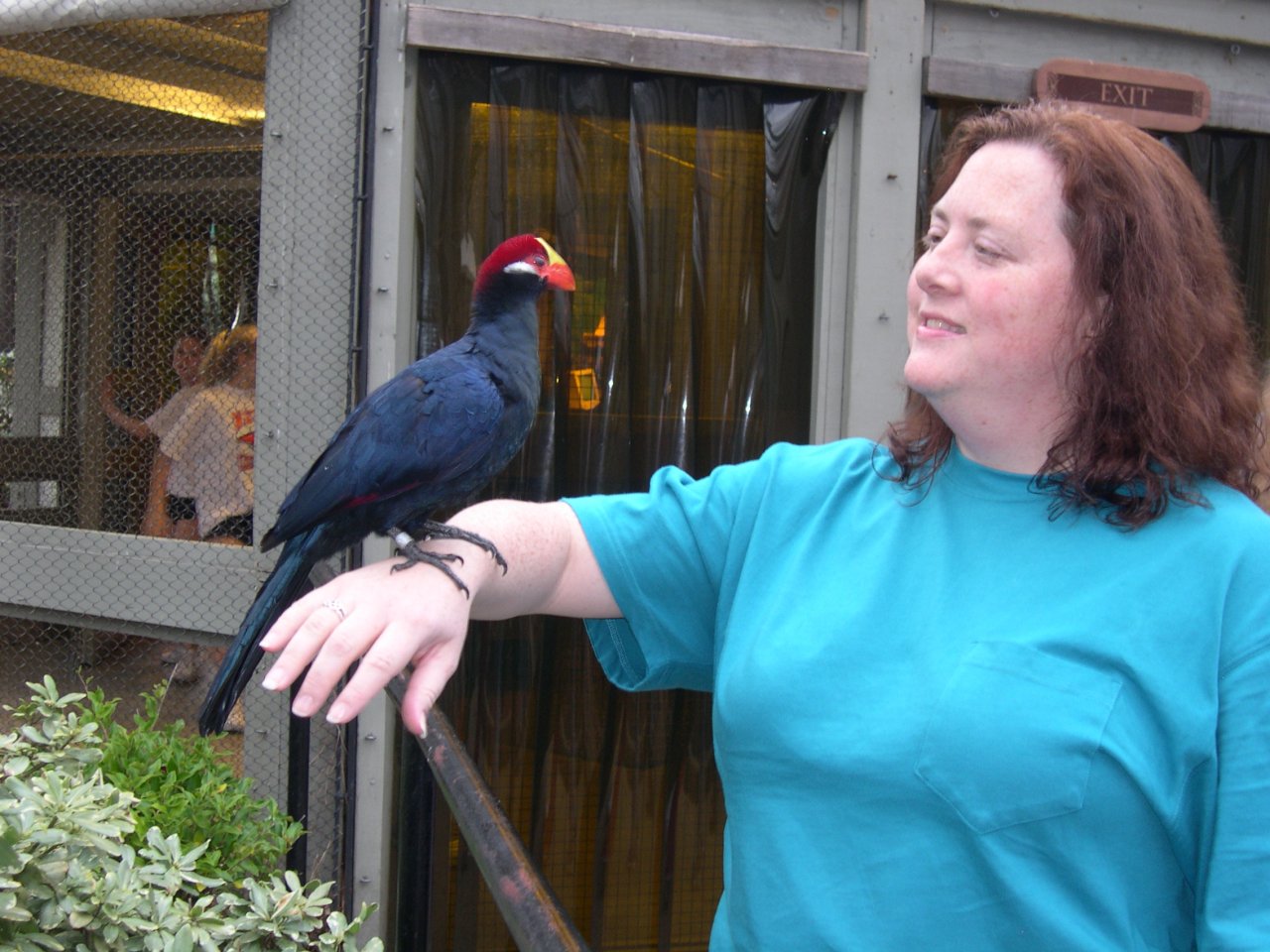 Bird on Cyn's Arm (Something from Africa?)