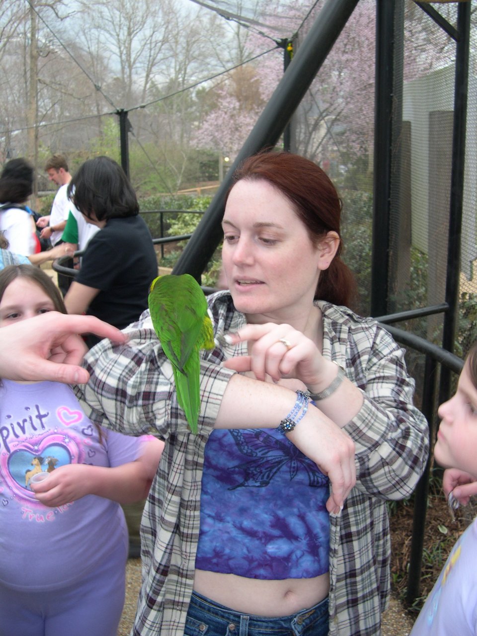 Lorikeet Attacking Kelley