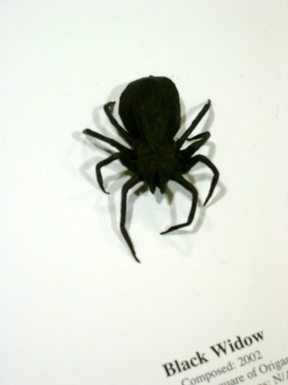 black widow spider