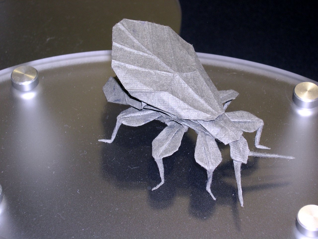 insect