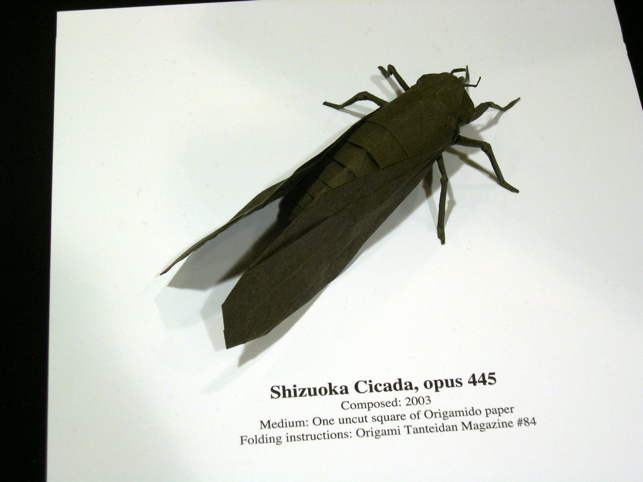 shizuoka cicada