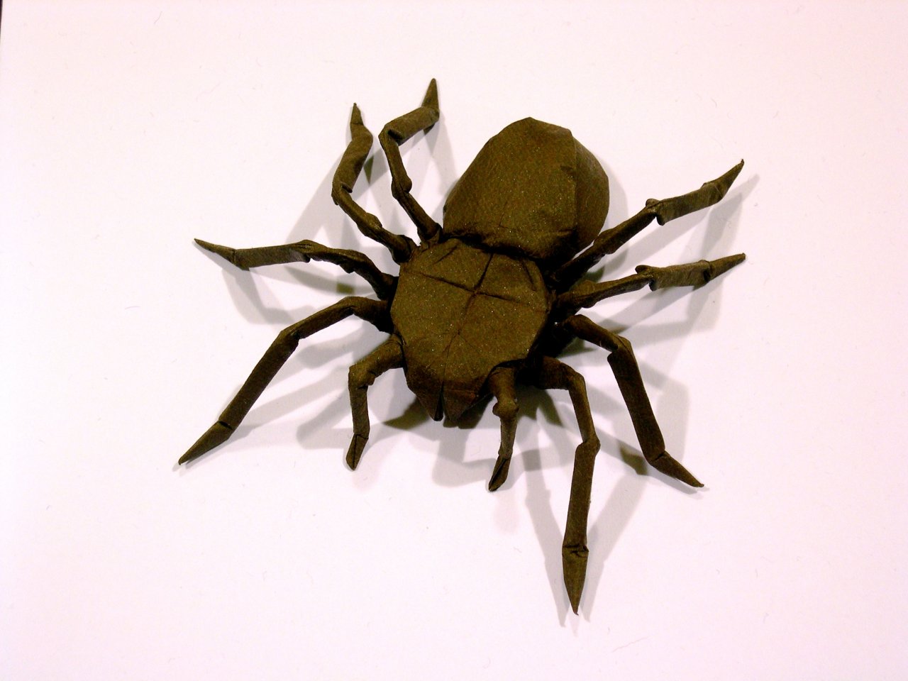 spider