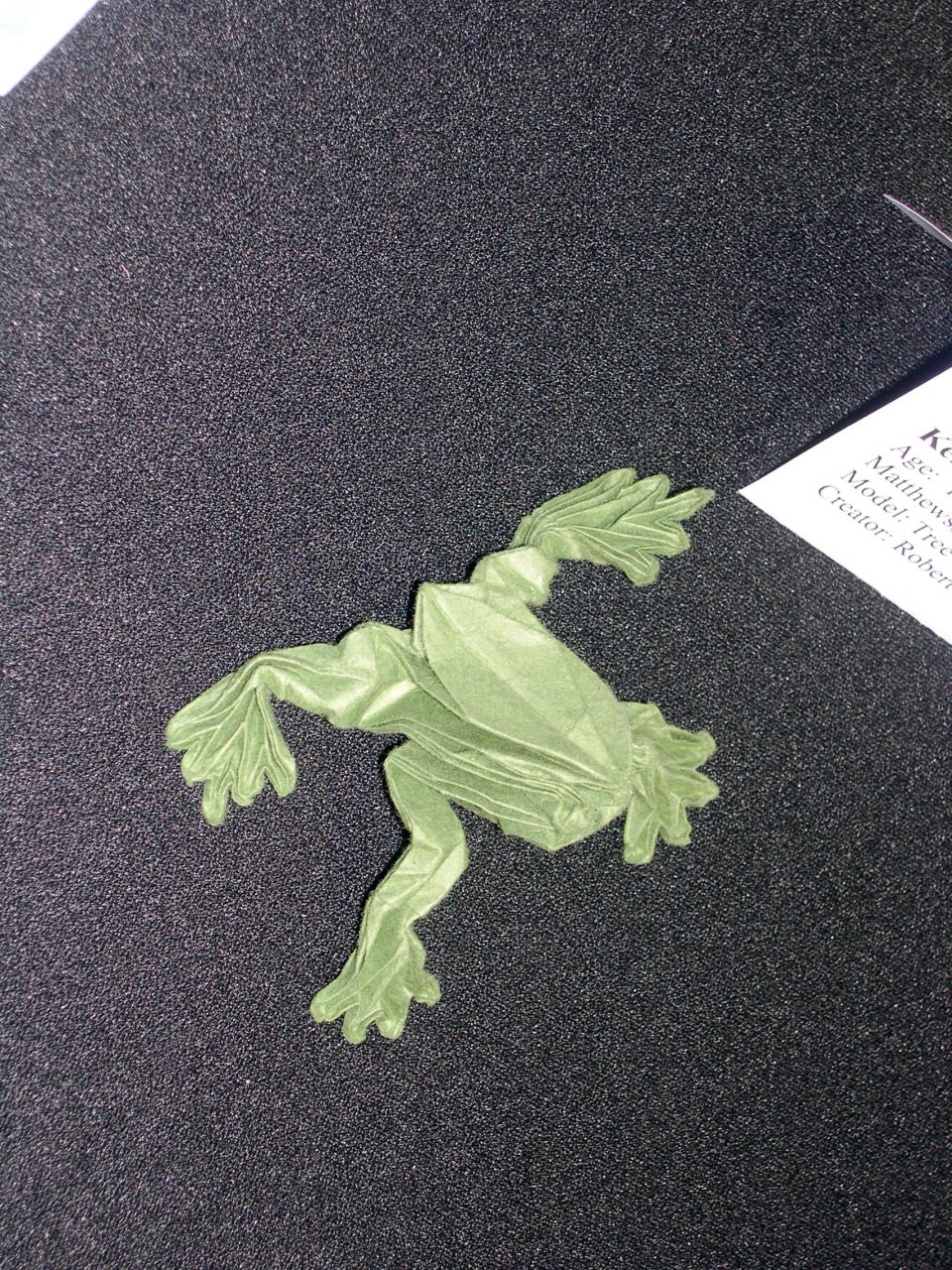 tree frog
