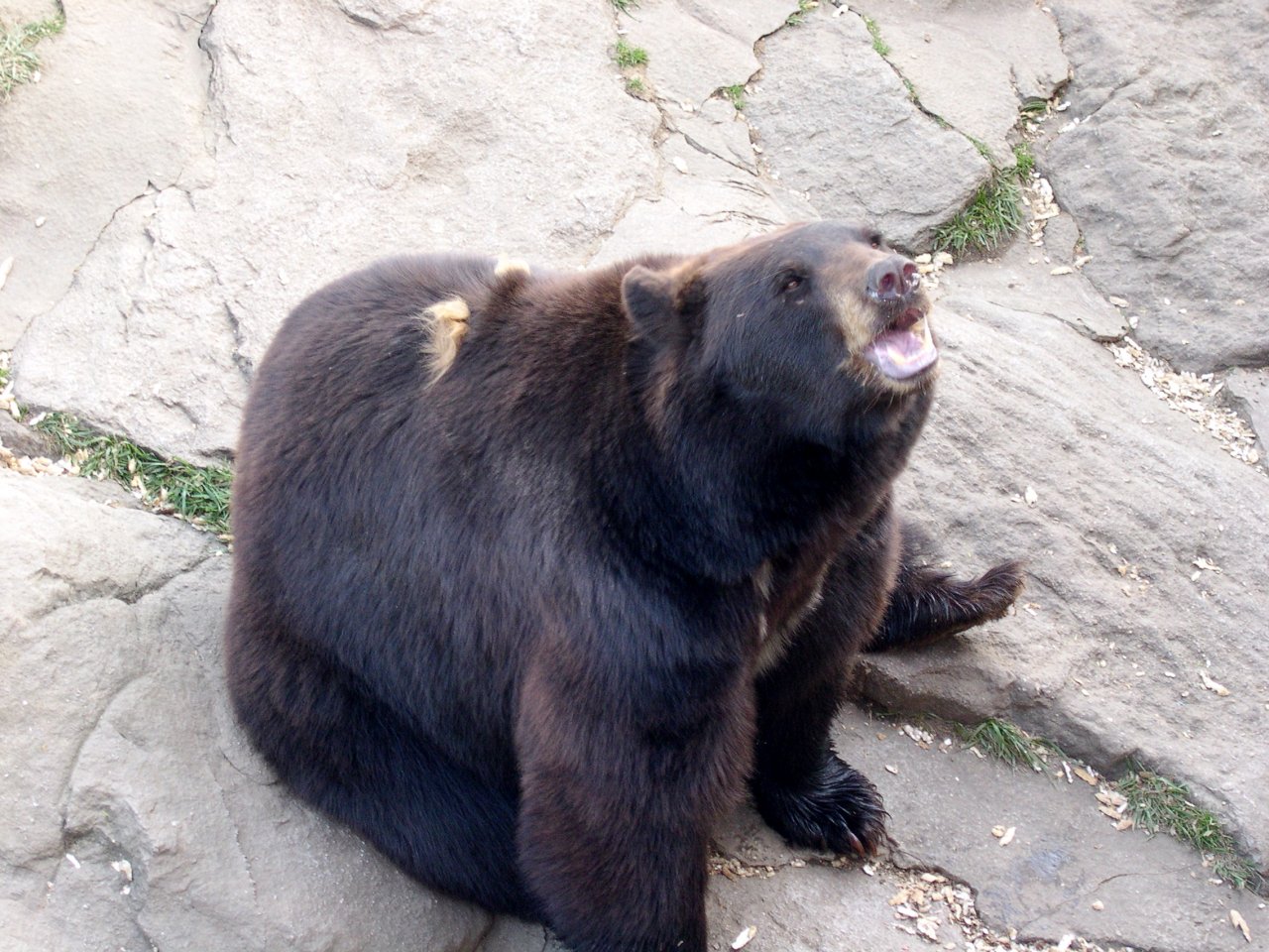 You *can* feed the bears here (well, some of them anyways) and this one was GREAT at catching food in his mouth!