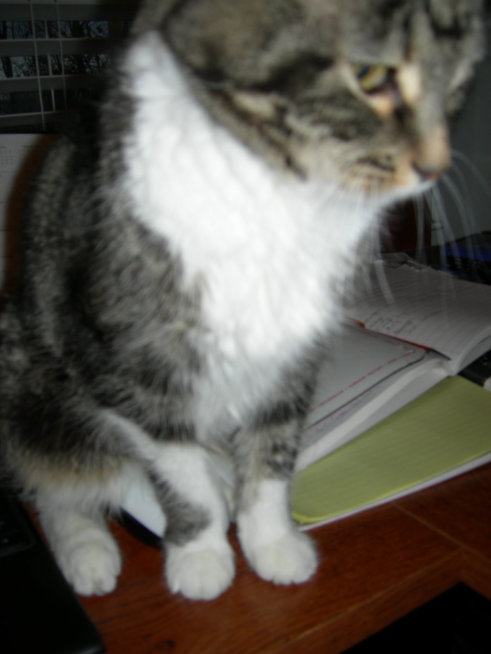 Squeak sitting on the mouse (1)
