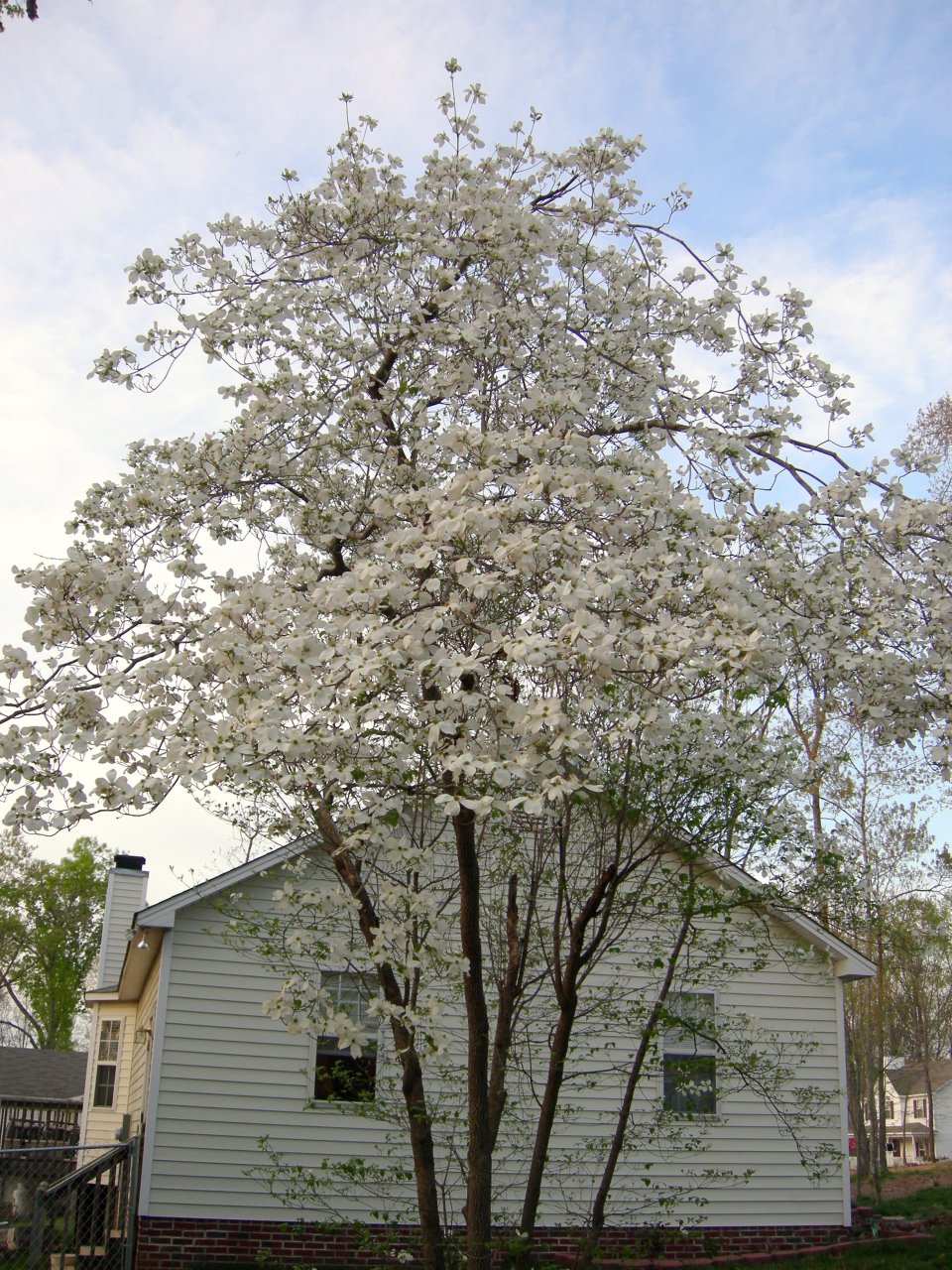 Dogwood on Cynthia's lot line (5)