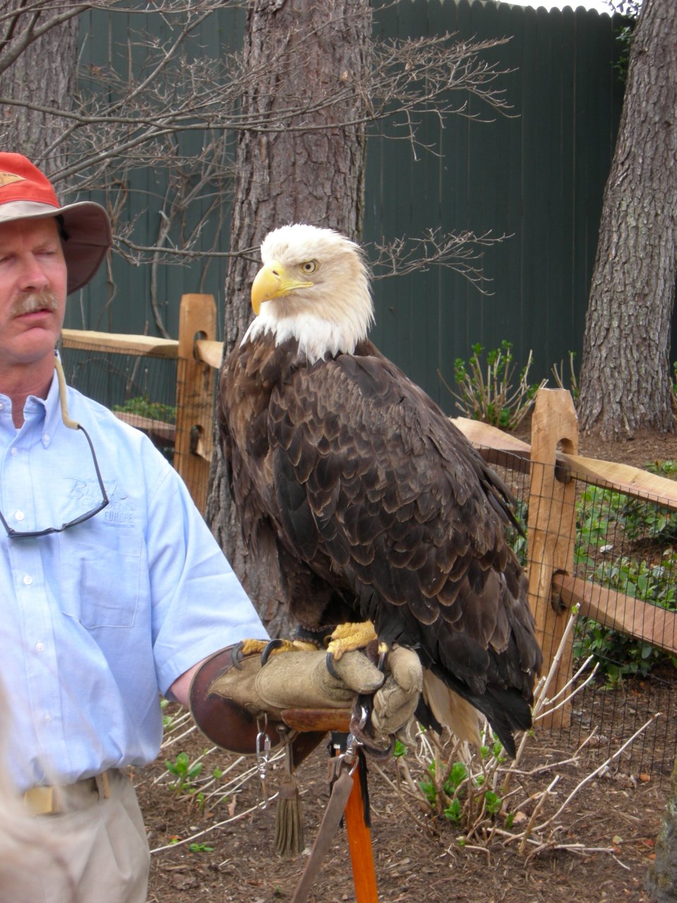 Eagle!