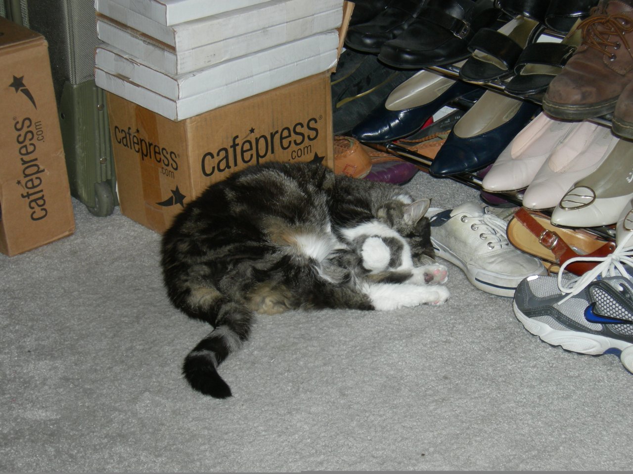 Squeak curled up in the closet