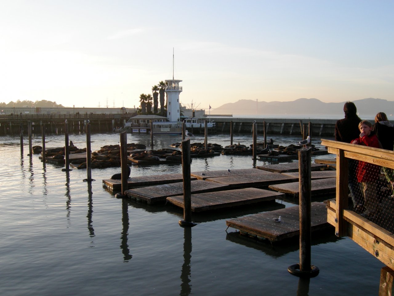 Pier 39 Sea Lions (1)