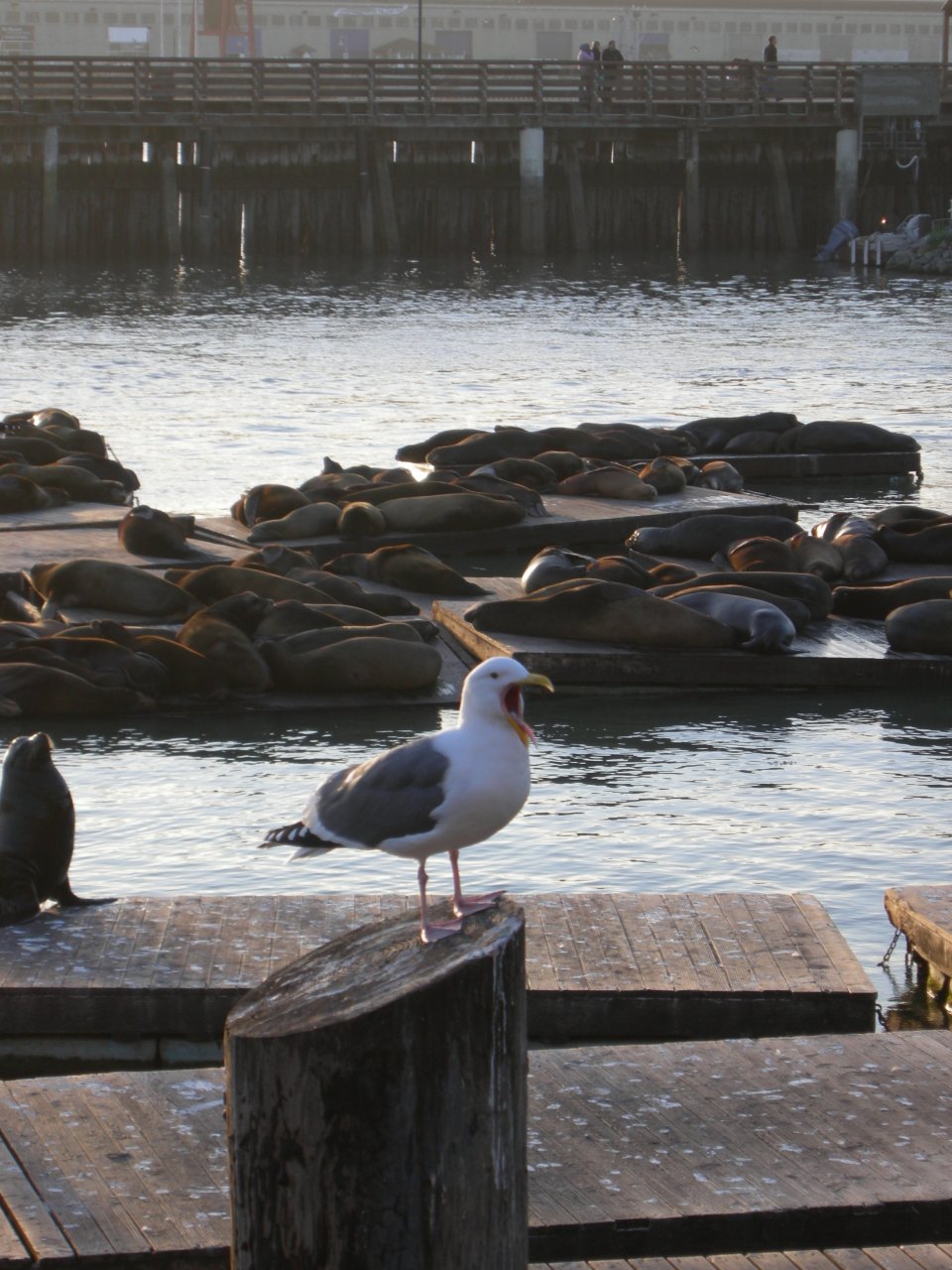Pier 39 Sea Lions (3)