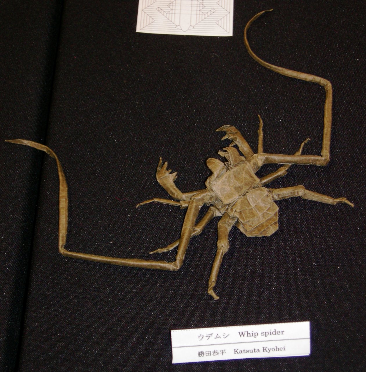 Whip Spider