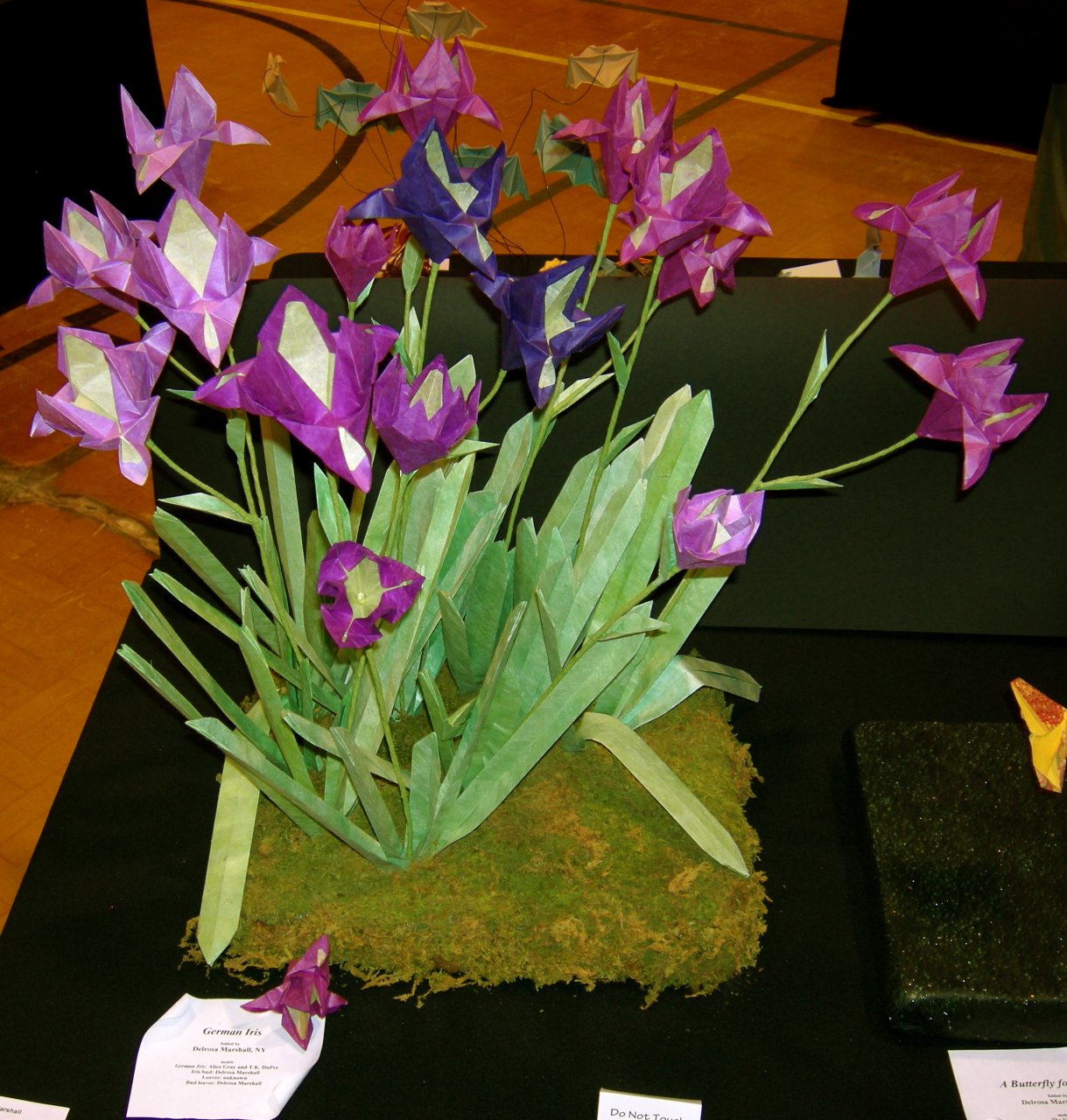 German Iris