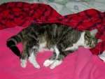 Squeak loves her new heating pad.