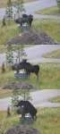 Is this statutory rape?  Or is this just a moosedemeanor?