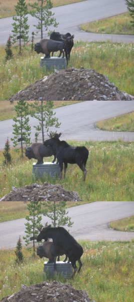 Is this statutory rape?  Or is this just a moosedemeanor?