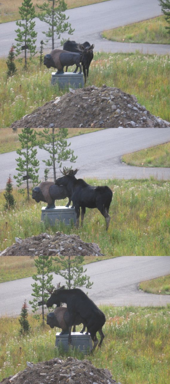Is this statutory rape?  Or is this just a moosedemeanor?
