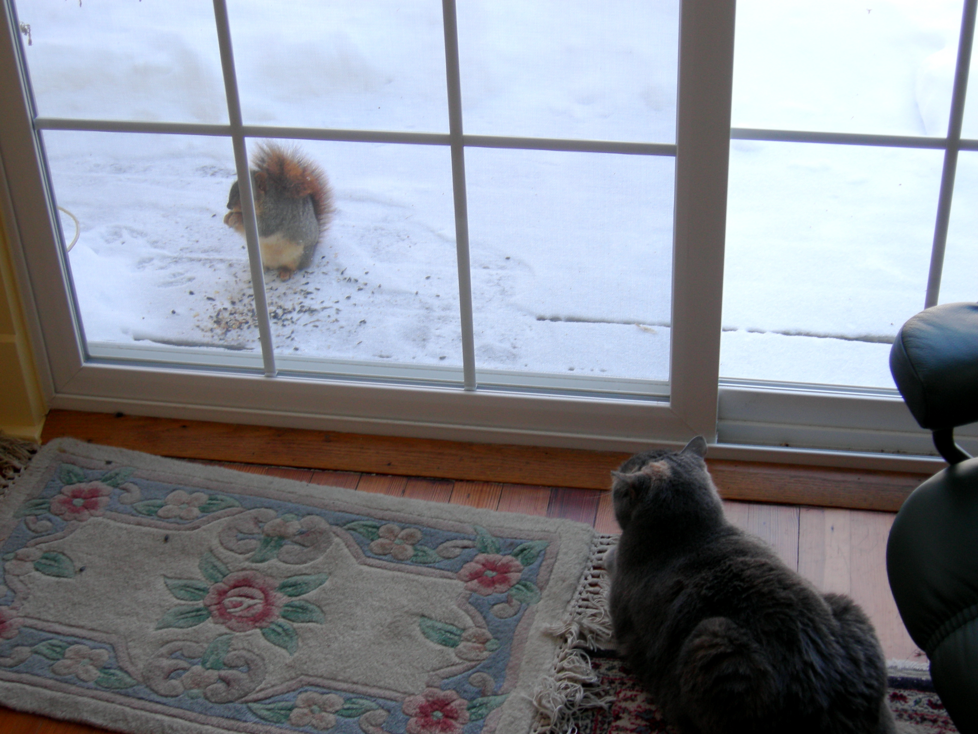Squirrel 3, Tipper 0